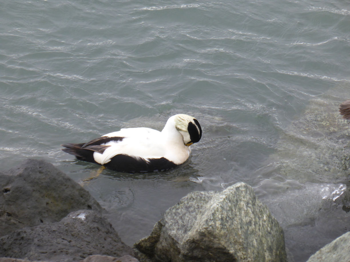 Iceland east – Jökulsárlóen Glacier Lagoon + duck
