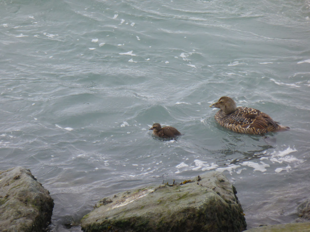 Iceland east – Jökulsárlóen Glacier Lagoon + ducks
