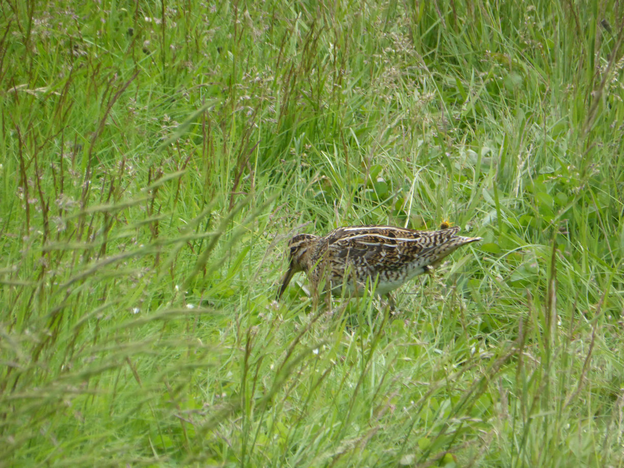 Iceland east – Skaftafell + snipe
