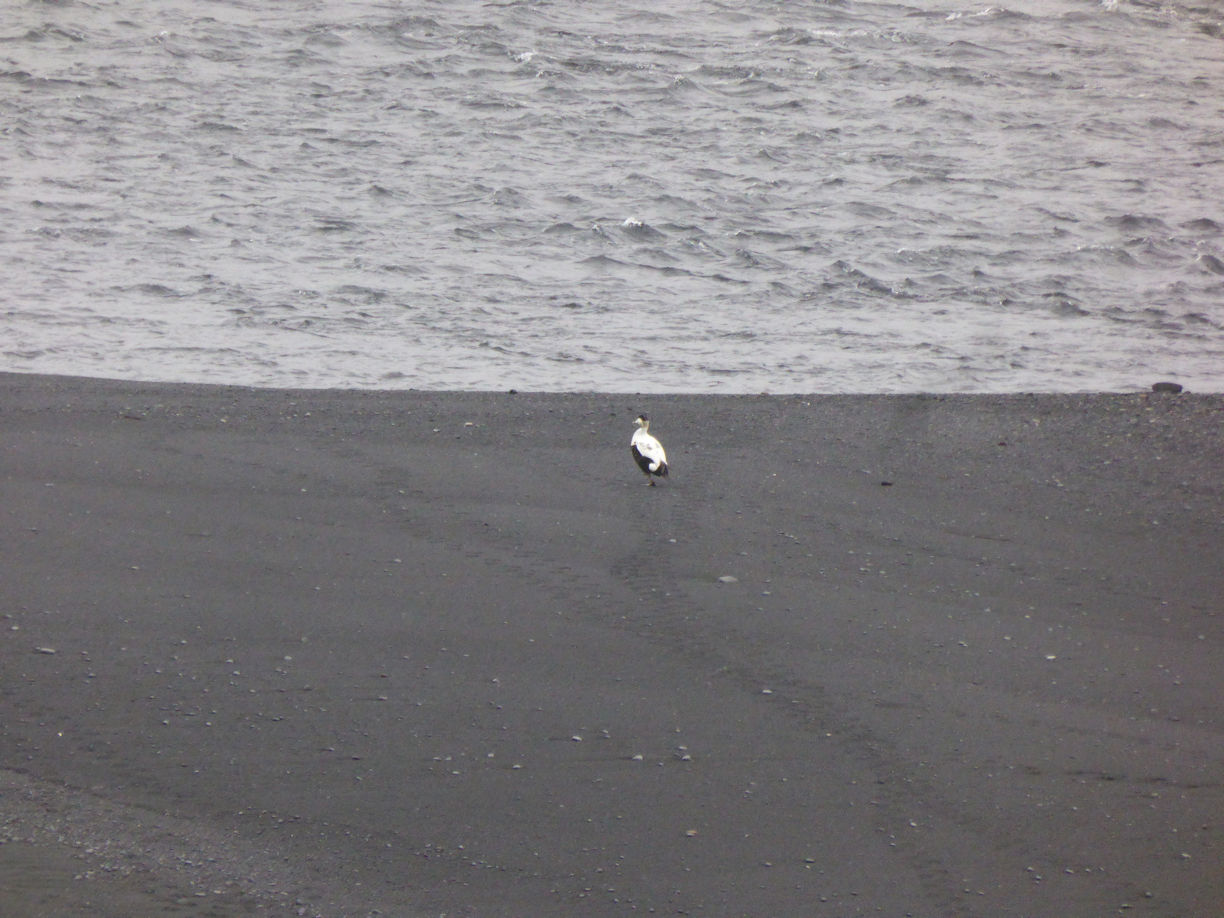 Iceland – Near Vik – Reynisfjara Beach
