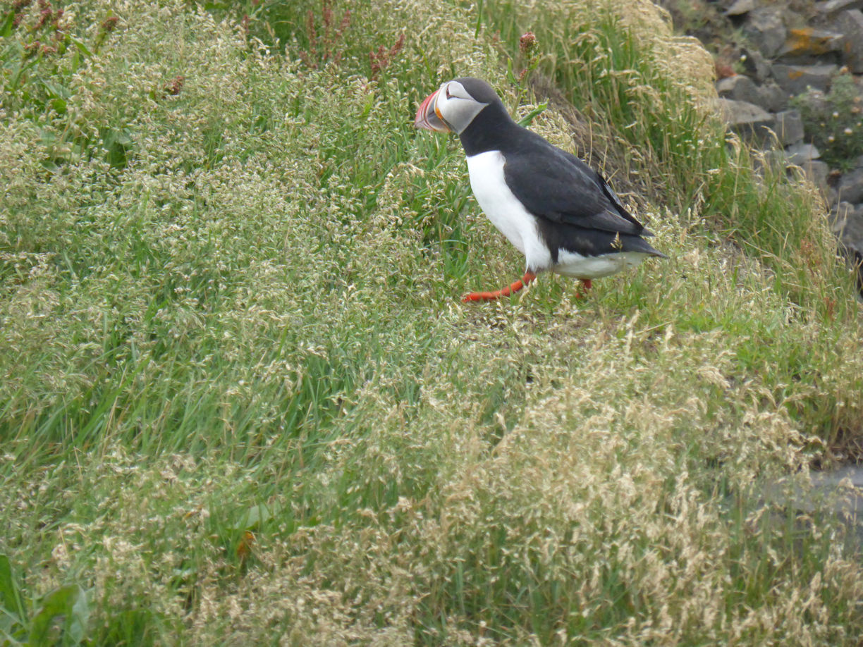 Iceland – Near Vik – puffin***
