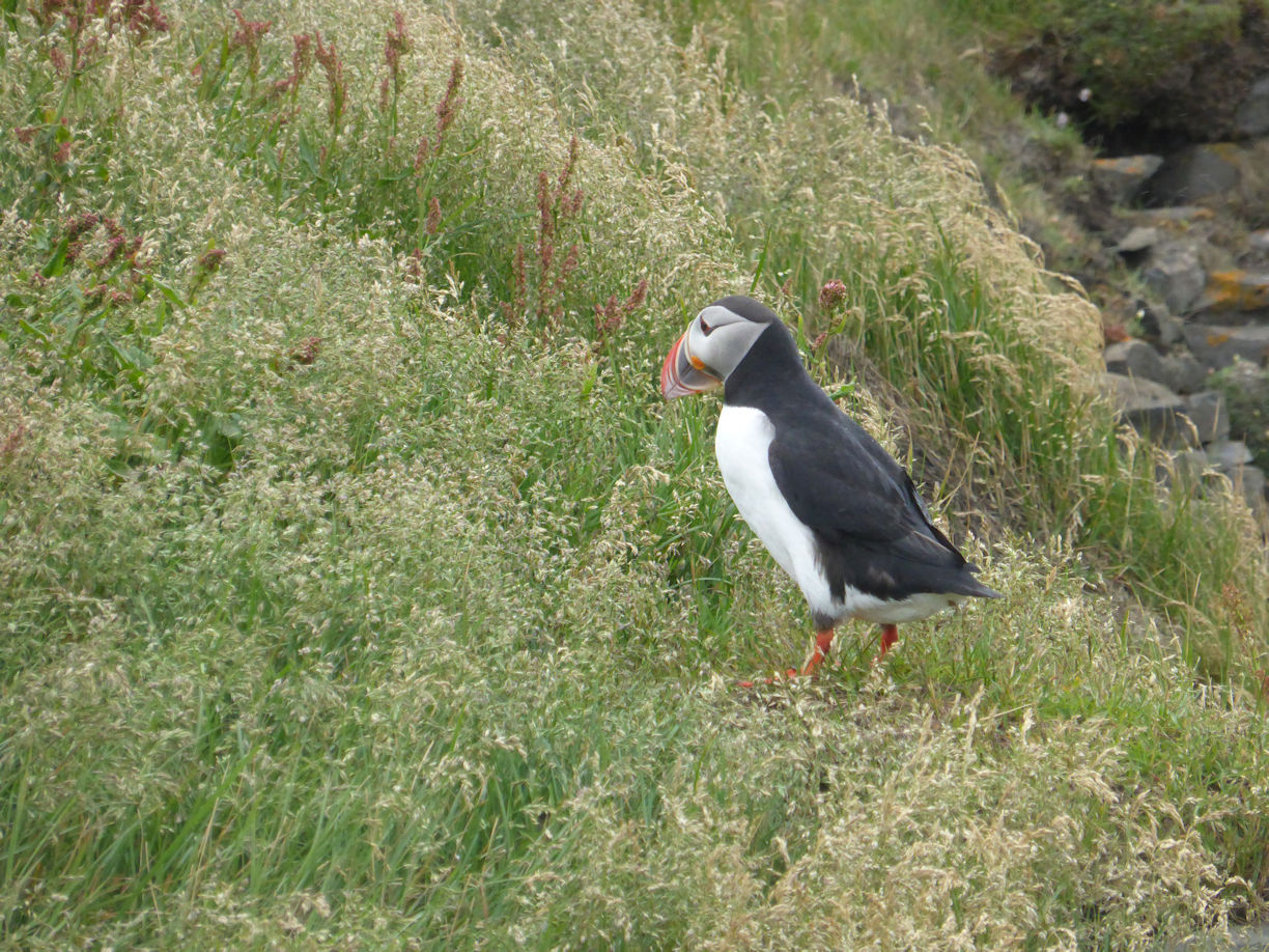 Iceland – Near Vik – puffin
