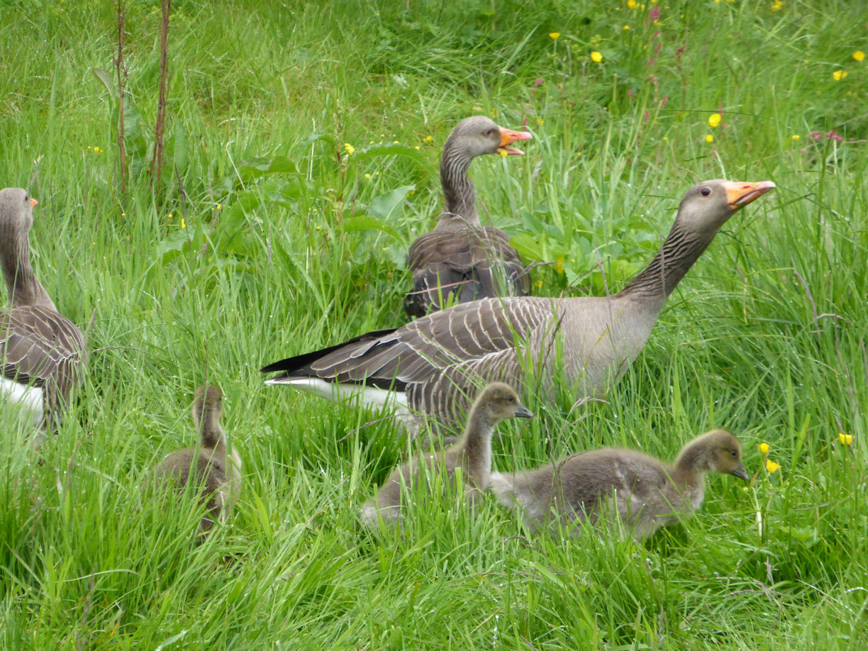 Iceland – Thingvellir National Park – geese
