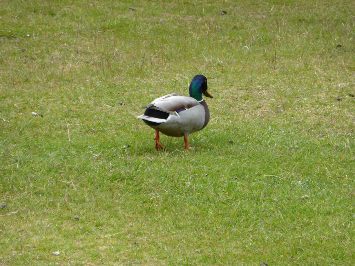 Iceland – Thingvellir National Park – Mallard
