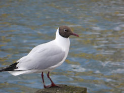 Helsinki – black headed gull