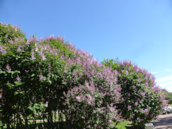 St Petersburg – lilac in bloom in June