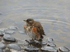 Reykjevik – bird having a splash in cold water