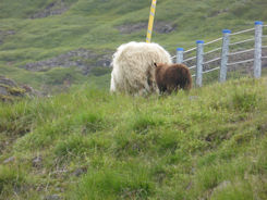 Iceland east – near Seydisfjordur