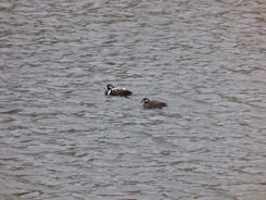 Iceland east – Seydisfjordur with ducks