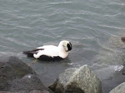 Iceland east – Jökulsárlóen Glacier Lagoon + duck