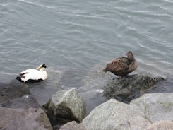 Iceland east – Jökulsárlóen Glacier Lagoon + ducks