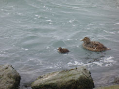 Iceland east – Jökulsárlóen Glacier Lagoon + ducks