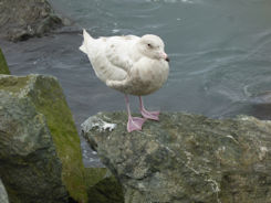 Iceland east – Jökulsárlóen Glacier Lagoon + gull