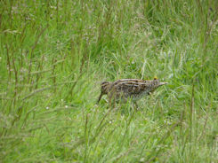 Iceland east – Skaftafell + snipe