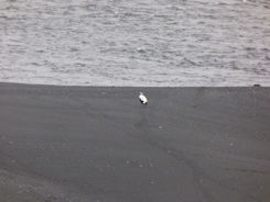 Iceland – Near Vik – Reynisfjara Beach