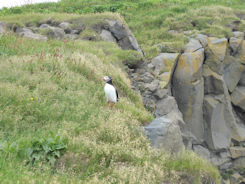 Iceland – Near Vik – puffin