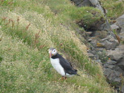 Iceland – Near Vik – puffin