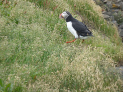 Iceland – Near Vik – puffin***