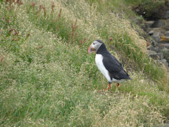 Iceland – Near Vik – puffin