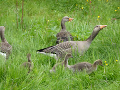 Iceland – Thingvellir National Park – geese