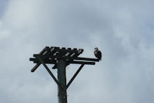 A sea eagle on the nesting platform