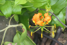 Gloriosa Lily (Gloriosa superba) near the boardwalk at Mooloolaba