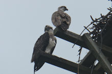 Two eagles on a nest platform near the Port at Mooloolaba