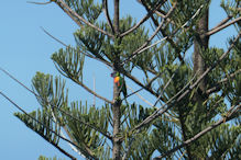 A rainbow lorikeet in a tree in front of our unit at Mooloolaba