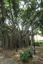 A banyan fig at the Brisbane Botanical Gardens