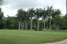A grove of palm arranged like a circular temple at the Brisbane Botanical Gardens