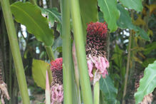 A ginger flower – mostly fruiting