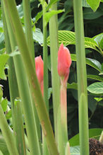 A ginger flower – a bud or two